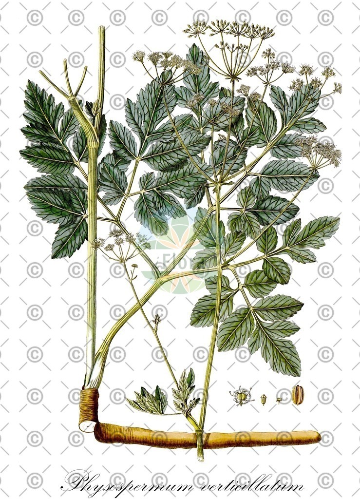 Physostigma_venenosum_HistAbb_Koehler_1883-1898_SIMPLE | Historische Abbildung von Physospermum verticillatum - Apiaceae | Historical Illustration of Physospermum verticillatum - Apiaceae
