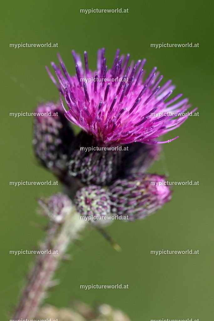 Sumpf-Kratzdistel-001 | Das Bilderarchiv über Tiere, Planzen und Landschaften. In der Bilddatenbank finden Sie ein große Auswahl an hochwertigen Bilder für Ihre Werbung - Realized with Pictrs.com