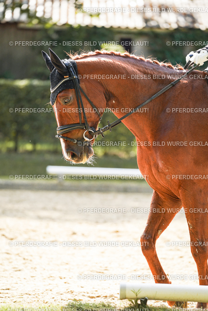 DSC08720 | Pferdegrafie