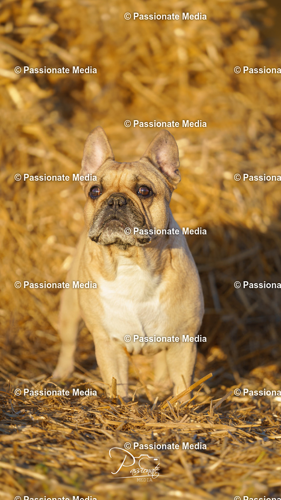 DSC09854 | Passionate Media, dein Fotograf aus Brandenburg, Märkisch Oderland, im Bereich Motorsport, Autos und Motorräder sowie Events und auch Hunde. Shootings oder auch Eventbegleitungen können bei mir gebucht we