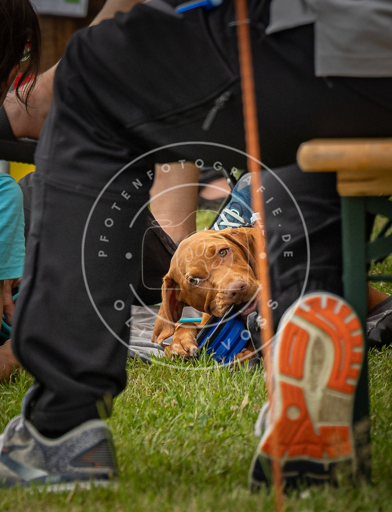 Pfotenfotografie_0L8A4149 | Hundefotografie, Tierfotograf, Pfotenfotografie, Fotoshooting Hund, Hunde Portrait, Hundesport, Hundeportraits, Heideshooting, Hunde, Sportfotograf, Hundefotograf, Turnierhundsport, THS,  - Realisiert mit Pictrs.com