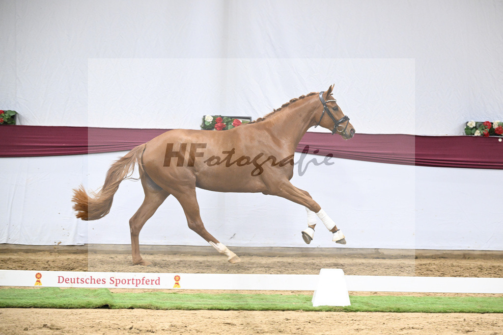 Kat-Nr. 137 Zackerey x Sarkozy_Joachim May_47254659 | hf-fotografie - Realisiert mit Pictrs.com