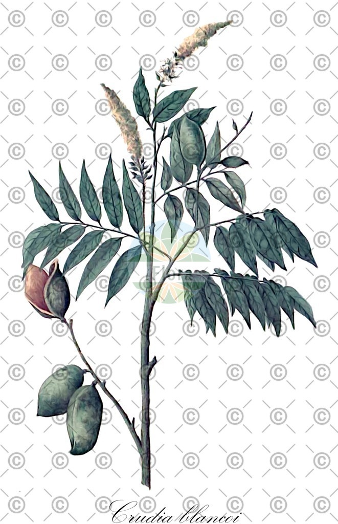 HistAbb_wfo-0000627040_1_ENZY_Simple | Historische Abbildung von Crudia blancoi - Fabaceae | Historical Illustration of Crudia blancoi - Fabaceae