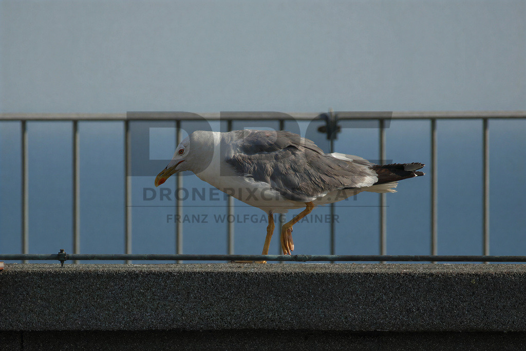 Yellow-legged Gull (Larus michahellis) | Yellow-legged Gull (Larus michahellis), a large gull species commonly found along Mediterranean coasts, rocky shorelines, harbours and coastal areas. - Realisiert mit Pictrs.com