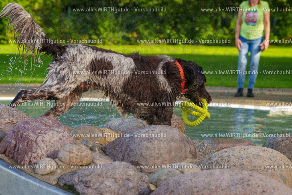 Hundeschwimmen_Grefrath_2026-allesWIRTHgut_Tierfotografie-15_42-FAY01339 | Professionelle Tierfotografie in Mönchengladbach von Daniel Wirth (allesWIRTHgut). Liebevolle & natürliche Bilder von Hunden & Katzen für unvergessliche Erinnerungen.