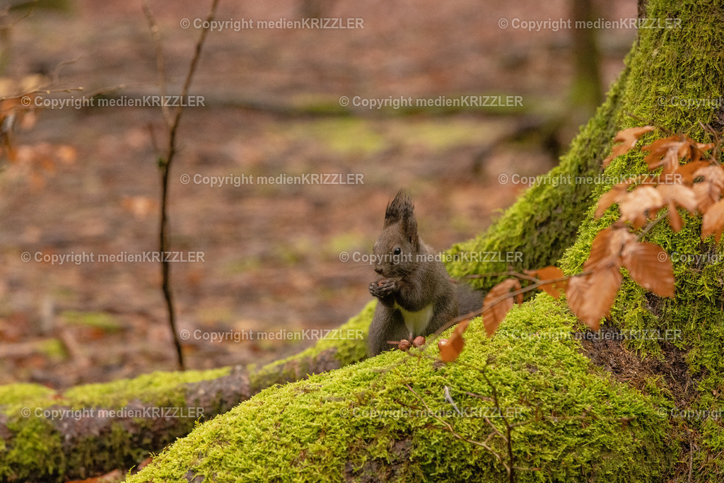 _J3A9771 | medienkrizzler - Realisiert mit Pictrs.com