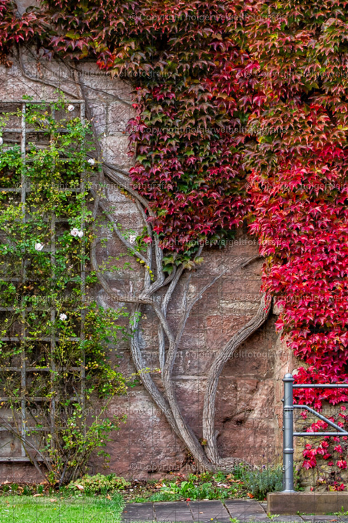 20251019171740D75_8922 | Kaufen sie online außergewöhnliche Fotografien auf Leinwand Acrylglas Fotoprint Aludibond von holgerweigeltfotografie - Realisiert mit Pictrs.com