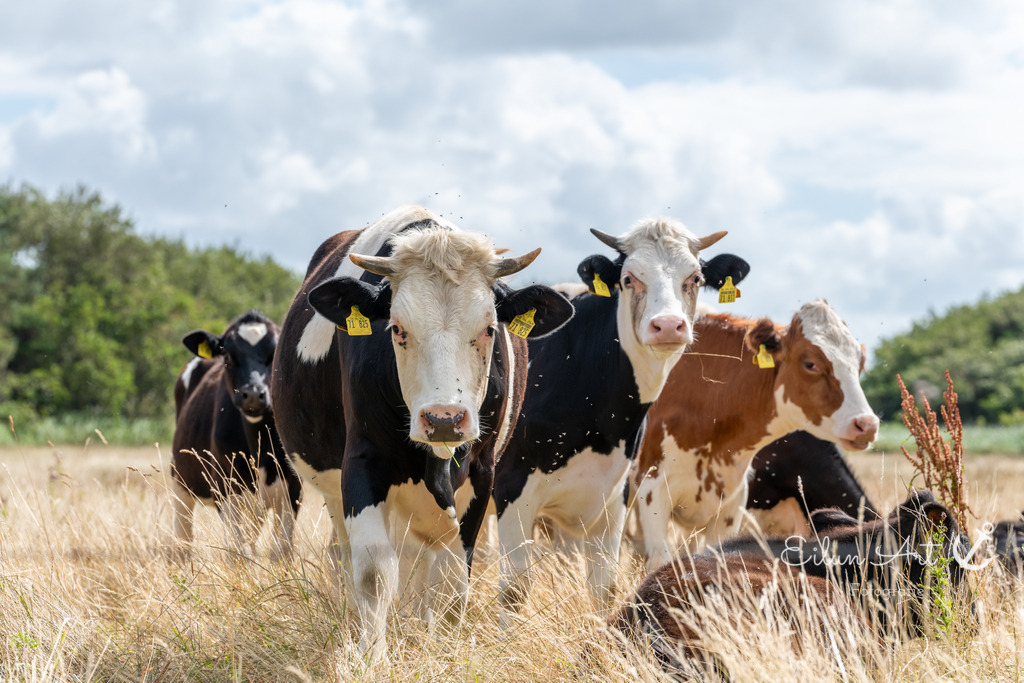 EAF_8779 | Eilun-Art-Fotografie Levke Martens, ihre Fotografin für Immobilien- und Landschaftsfotografie auf Föhr, Föhrer Motive als Poster, Leinwand, hinter Acrylglas oder stelle dir deinen eigenen Monatskalender zusammen, mit nur einem Klick