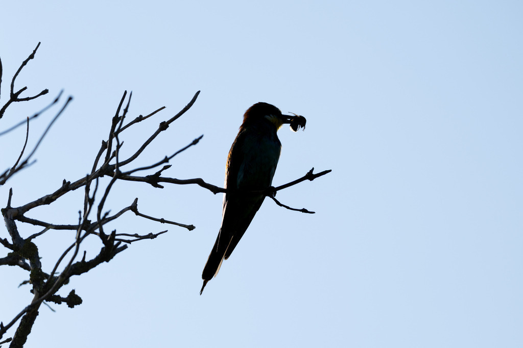 Der Bienenfresser | Der Bienenfresser ist zweifellos einer der auffälligsten und farbenprächtigsten Vögel Europas, der durch sein exotisches Aussehen an Vögel aus tropischen Regionen erinnert. Er gehört zur Familie der Bienenfresser (Meropidae), von denen er die einzige Art ist, die regelmäßig in Europa brütet. - Realisiert mit Pictrs.com