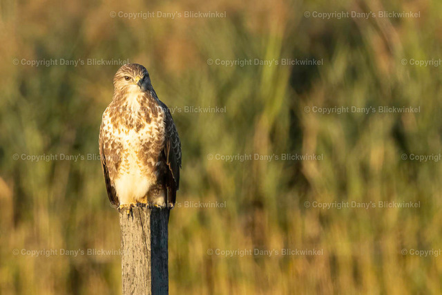 2022166 | Tierfotografie, Tierkalender, Tierbilder, Insekten, Spinnen, Vögel, Schmetterling, Libellen, Leinwand, Colorkey, Qualität, Geschenkartikel, Geschenk - Realisiert mit Pictrs.com