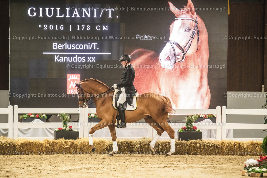 20240302_Hengstvorstellung_Marbach_TOMsPiC_0929 | equistock