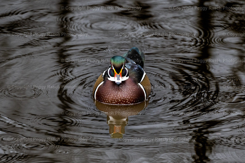 Vogelpark Niendorf (2) | PeggyRaschPhotography - Realisiert mit Pictrs.com