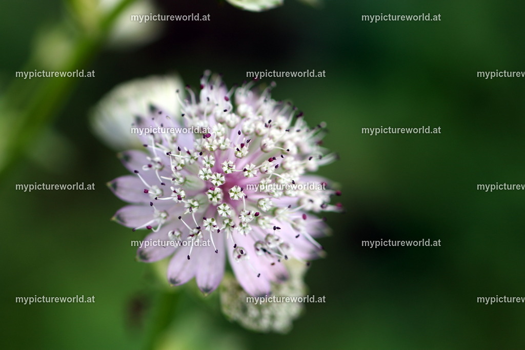 Große Sterndolde-005 | Das Bilderarchiv über Tiere, Planzen und Landschaften. In der Bilddatenbank finden Sie ein große Auswahl an hochwertigen Bilder für Ihre Werbung - Realisiert mit Pictrs.com