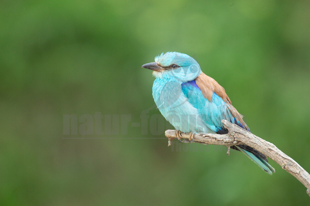 20140517084559-2 | Eine Blauracke (Coracias garrulus) sitzt auf einem kahlen Ast und blickt nach links. Ihr Gefieder zeigt leuchtende Türkis- und Blautöne, mit braunen Partien auf dem Rücken und den Flügeln. Der Hintergrund ist unscharf und in verschiedenen Grüntönen gehalten. - Realisiert mit Pictrs.com