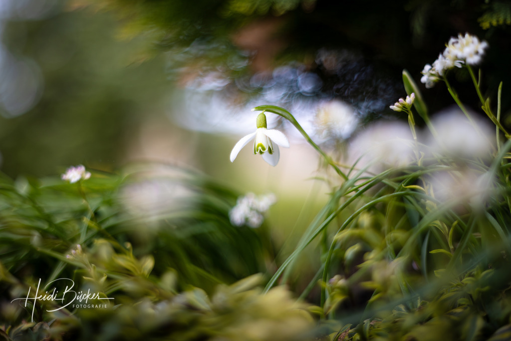 Schneeglöckchen unter einer Hecke | Schneeglöckchen unter einer Hecke  - Realisiert mit Pictrs.com
