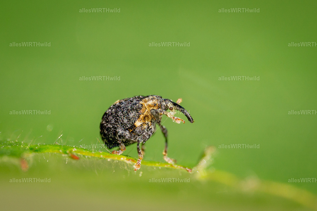 Wenn die Frühpatrouille naht_ | Entdecke die faszinierende Welt der Natur- und Wildlife-Fotografie von Daniel und Bärbel. Inspirierende Bilder von wilden Tieren und kleinen Naturwundern.