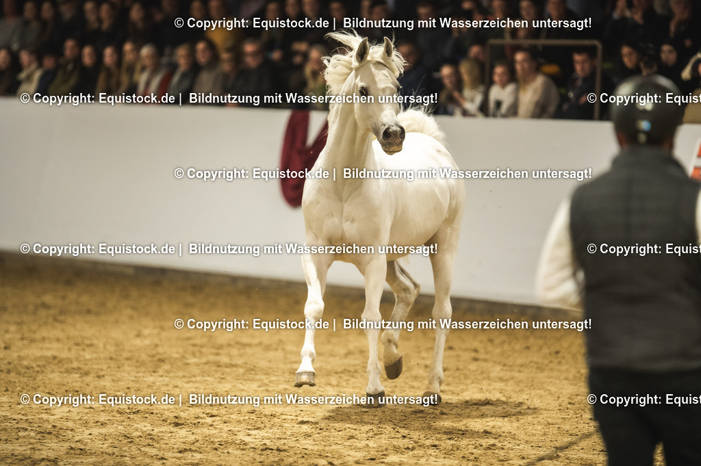 20240302_Hengstvorstellung_Marbach_TOMsPiC_1167-2 | equistock