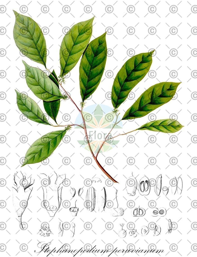 HistAbb_7N49_2_ENZY_Simple | Historische Abbildung von Stephanopodium peruvianum - Dichapetalaceae | Historical Illustration of Stephanopodium peruvianum - Dichapetalaceae