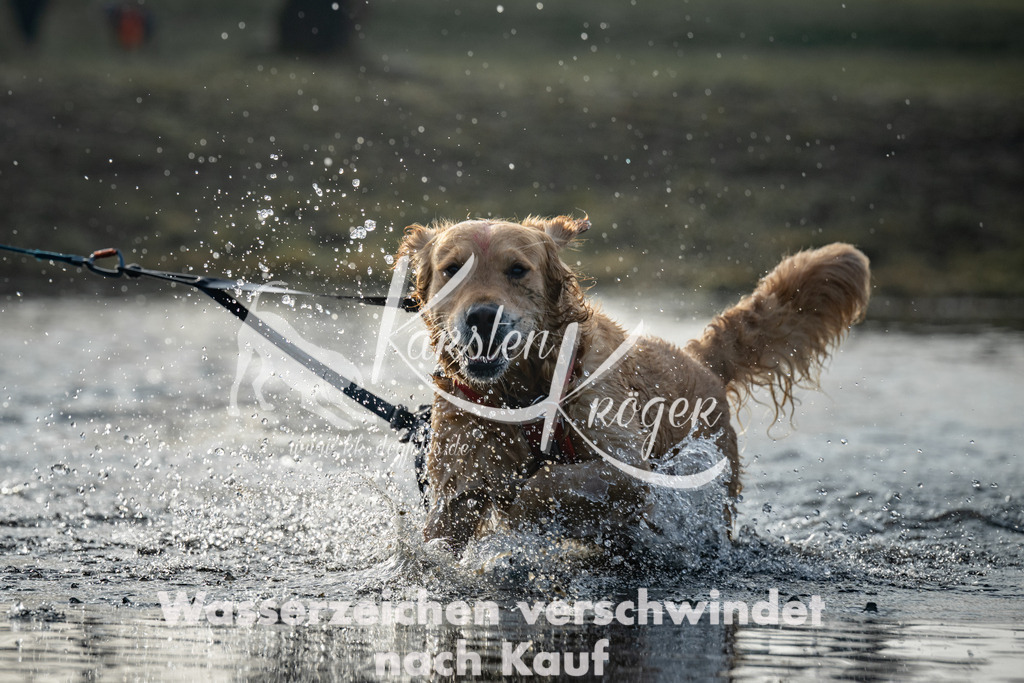 0842_ZZ97954 | kk-dogfotos