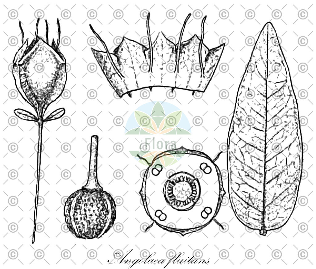 HistAbb_wfo-0000536542_204_ENZY_Simple | Historische Abbildung von Angolaea fluitans - Podostemaceae | Historical Illustration of Angolaea fluitans - Podostemaceae