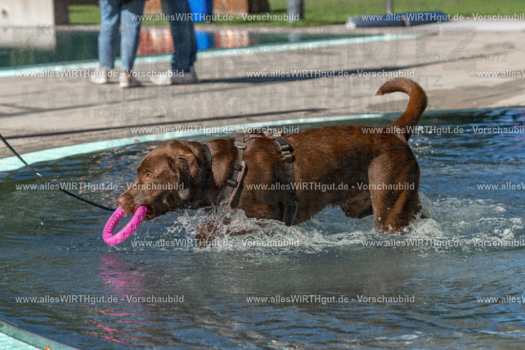 Hundeschwimmen_Volksbad_2026-allesWIRTHgut_Tierfotografie-2609061052-FAY06007 | Professionelle Tierfotografie in Mönchengladbach von Daniel Wirth (allesWIRTHgut). Liebevolle & natürliche Bilder von Hunden & Katzen für unvergessliche Erinnerungen.
