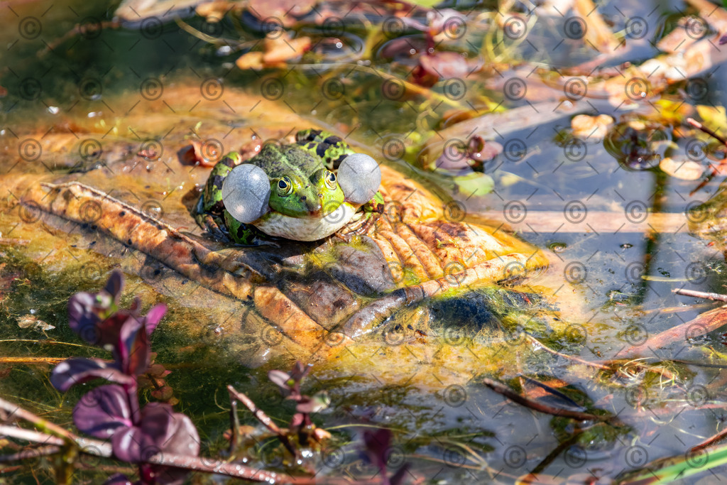 Teichfrosch | Ein Teichfrosch sizt im Teich auf einem alten Handschuh.