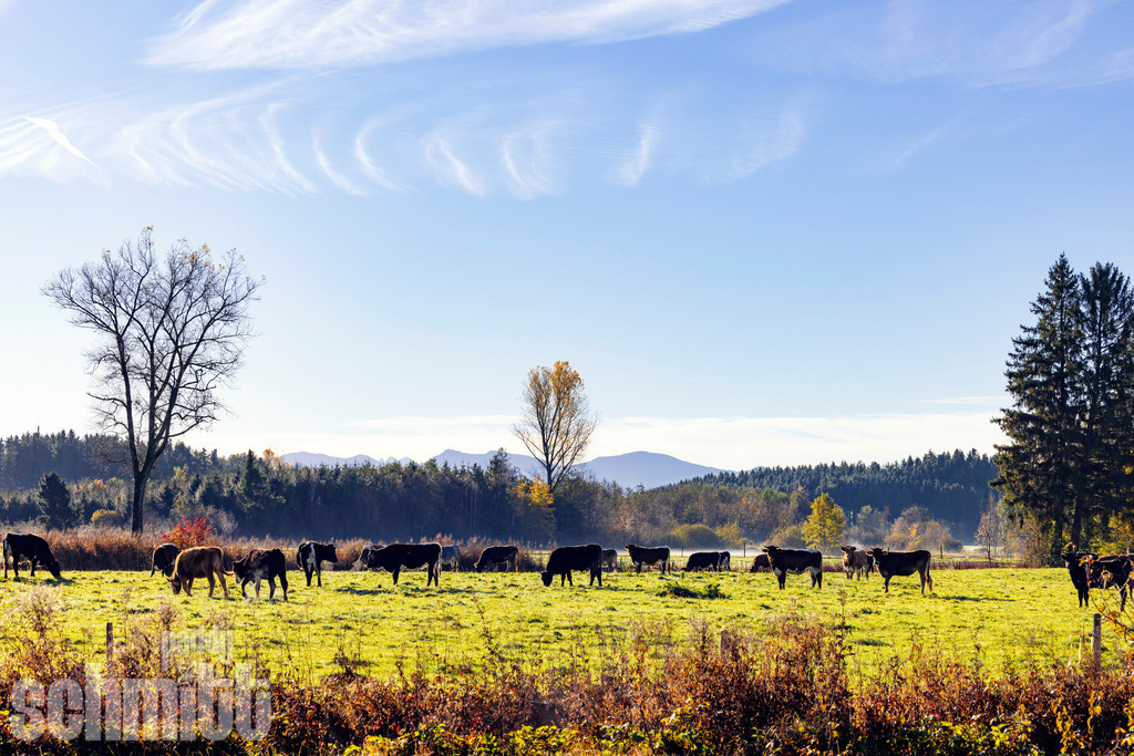 PS-Tiere-2026-69 | Entdecke die größte Bildgalerie der Region mit Fotografien aus dem Allgäu, der Bodenseeregion, Oberschwaben, dem Donautal und der Schwäbischen Alb. Landschaften, Luftaufnahmen und Reisefotografie als Wandbild und Fotokunst. - Realisiert mit Pictrs.com