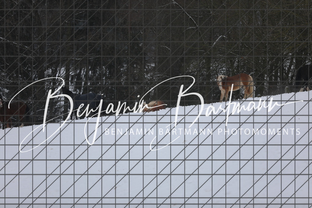 AZ2A3379 | Benjamin Bartmann Photomoments