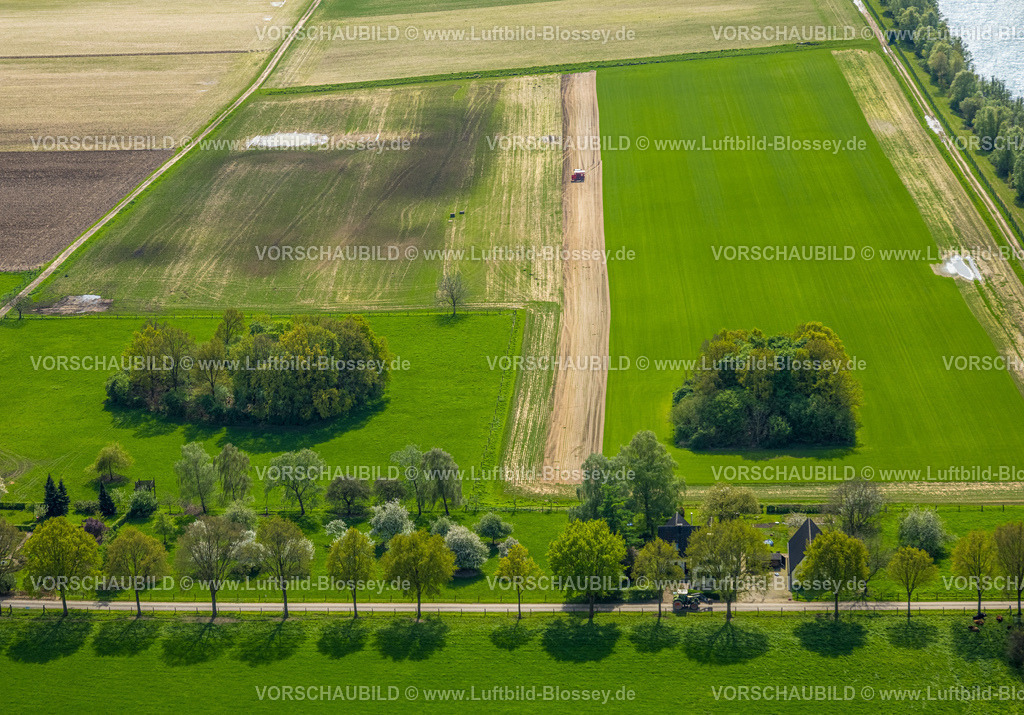 Wesel240402136RheinvorlandPerrich | Luftbild, Rheinvorland Perrich, Wiesen und Felder, Landmaschine, Baumallee am Weg Zur Bauernschaft, Wiesen und Felder mit Baumgruppe, Ginderich, Wesel, Niederrhein, Nordrhein-Westfalen, Deutschland