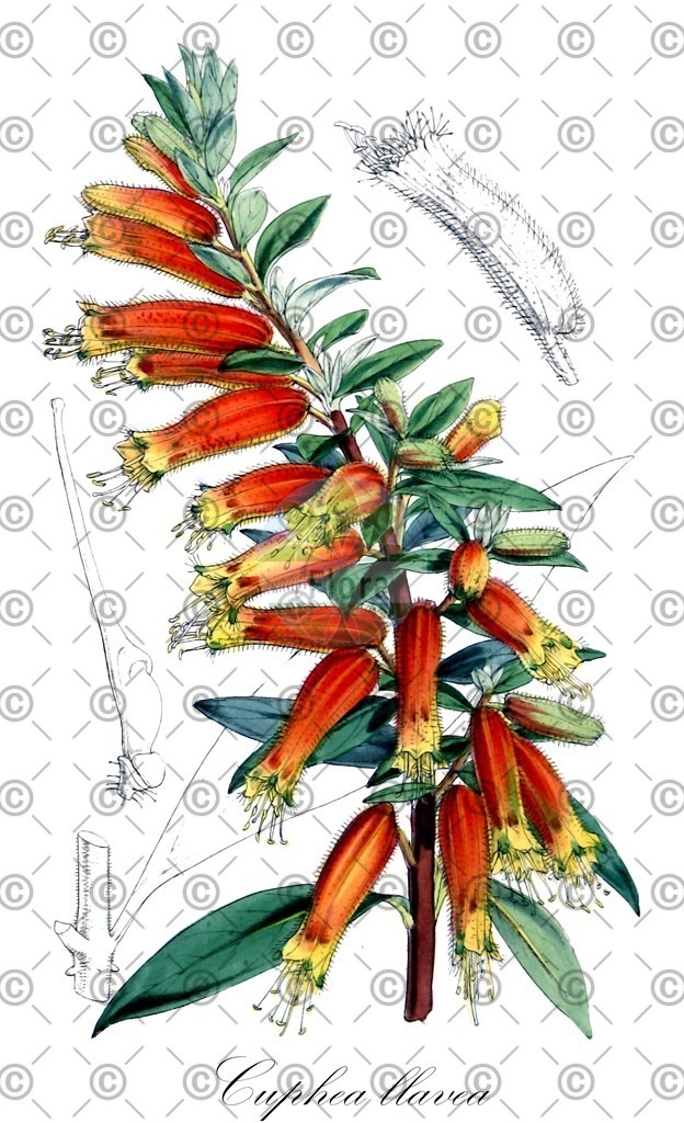 HistAbb_wfo-0000630840_1_ENZY_Simple | Historische Abbildung von Cuphea llavea - Lythraceae | Historical Illustration of Cuphea llavea - Lythraceae