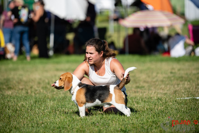 Dogshow CACIB Sonntag in Aarau | Dogshow CACIB Sonntag in Aarau. 25.06.2023 Foto: LeoWyden