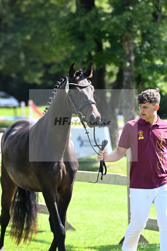 Kat-Nr. 73 Raffinesse K v. Va Bene_Koller_23241273 | hf-fotografie - Realisiert mit Pictrs.com