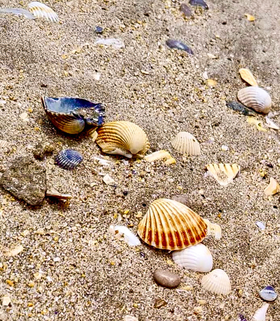 Wandbild Valras Plage Strand - Modernes Muscheln Poster & Fotokunst | Dieses maritime Strand Wandbild bringt als hochwertiges Poster oder edler Kunstdruck die beruhigende Atmosphäre von Valras-Plage in deine Wohnräume. Die feine Makro-Fotokunst zeigt natürliche Muscheln und kleine Kieselsteine eingebettet in warmen, mediterranen Sandstrukturen. Als stilvolle Wanddeko passt dieses maritime Naturmotiv hervorragend zu modernen Einrichtungsstilen im Badezimmer, Schlafzimmer oder Flur. Wähle jetzt deine Wunschgröße und dein bevorzugtes Material wie Leinwand, Alu-Dibond oder Acrylglas und bestelle diesen Blickfang direkt im Shop zu dir nach Hause! - Realisiert mit Pictrs.com