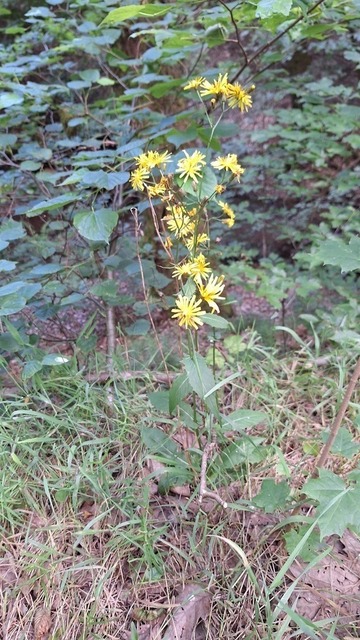 Habichtskraut | Verkauf von Fotos und  Videoclips zumThema Natur.Motive sind Pflanzen, Tiere, Landschaftenund Wetter - Realisiert mit Pictrs.com
