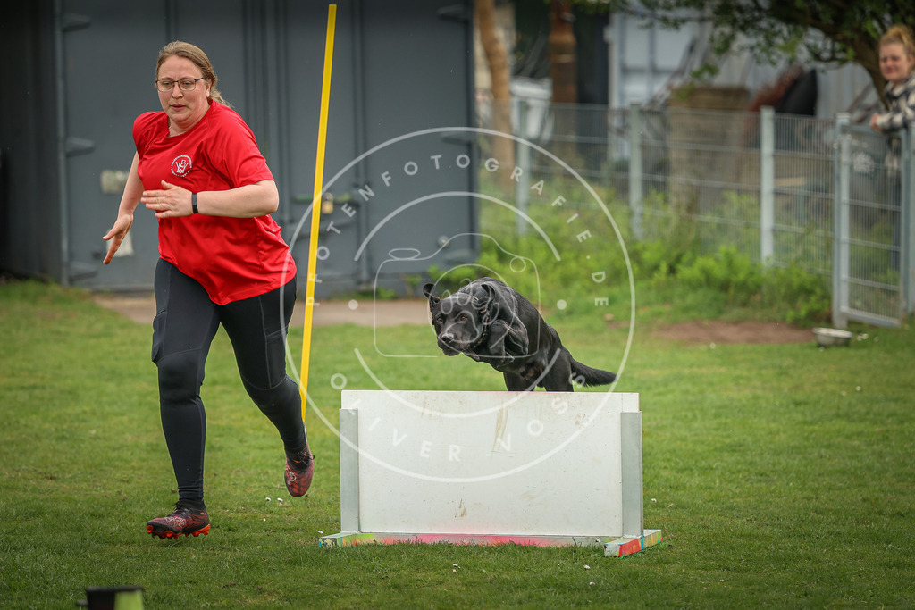Pfotenfotografie_0L8A1060 | Hundefotografie, Tierfotograf, Pfotenfotografie, Fotoshooting Hund, Hunde Portrait, Hundesport, Hundeportraits, Heideshooting, Hunde, Sportfotograf, Hundefotograf, Turnierhundsport, THS,  - Realisiert mit Pictrs.com