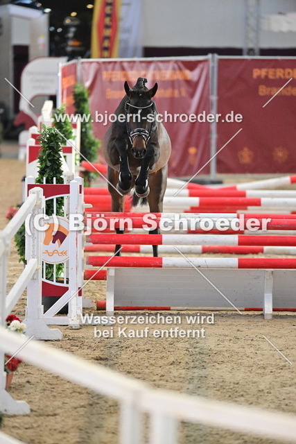 37_Festival L - Chin Chin_790_8521 | Björn Schroeder Pferdefotografie