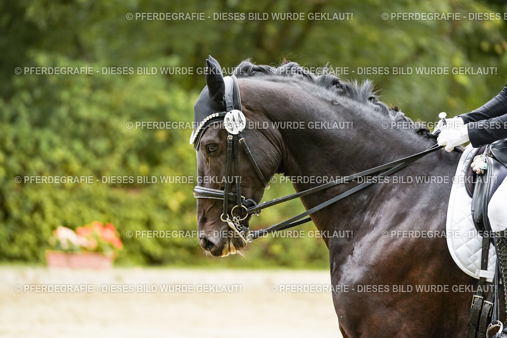 DSC03957 | Pferdegrafie