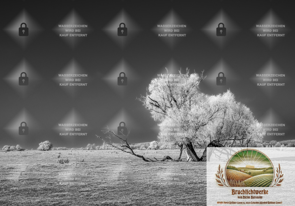 Frozen Loosen II | Landschaftsfotografie aus dem Oderbruch: Fine-Art-Prints im Shop, Fotoworkshops und ausgewählte Hochzeiten in Märkisch-Oderland & Oder-Spree.