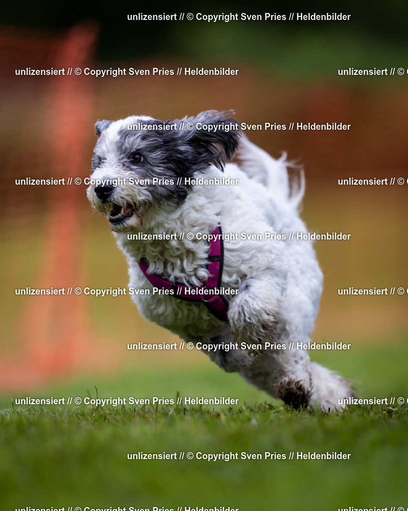 Sven Pries | 2024-04-21 - Hunderennen Baden-Oos
Foto: Sven Pries - Realisiert mit Pictrs.com