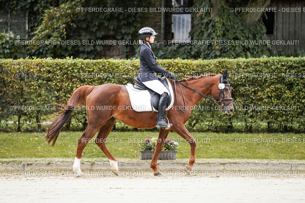 DSC04489 | Pferdegrafie