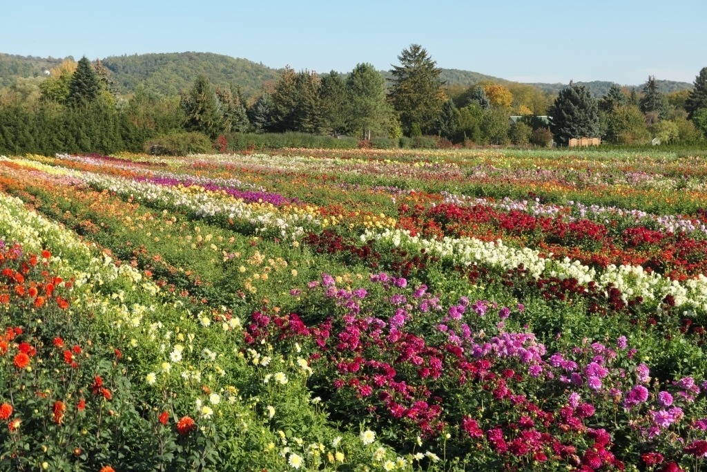 Dahlienfeld Bad Köstritz | Das Foto zeigt ein farbenprächtiges Dahlienfeld, das im warmen Sonnenlicht eines goldenen Oktobertages erstrahlt. Die üppigen Blüten leuchten in kräftigen Rot-, Rosa-, Orange- und Gelbtönen und bilden einen wunderschönen Kontrast zum dunklen Grün der Blätter. Die vielfältigen Blütenformen verleihen dem Feld eine lebendige und abwechslungsreiche Struktur. - Realisiert mit Pictrs.com