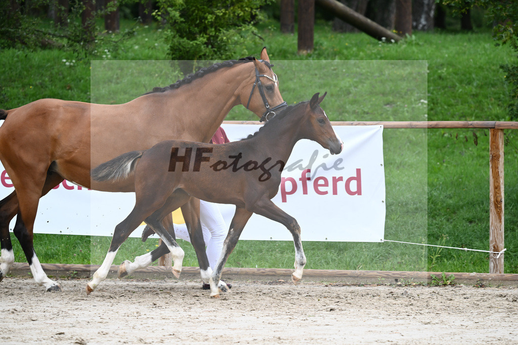 Kat-Nr. 9 SF Diamond First_Sax_25230167 | hf-fotografie - Realisiert mit Pictrs.com