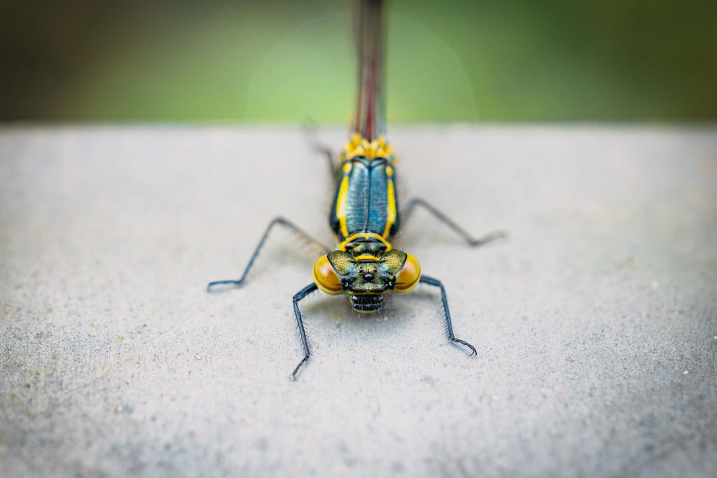 Frühe Adonislibelle | Eine Libelle beim Sonnenbad.
