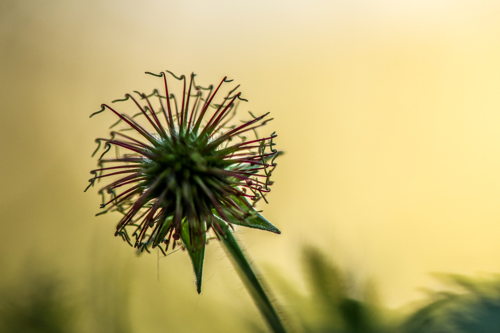 IMG_4785 | ehrlichefotos - Realisiert mit Pictrs.com