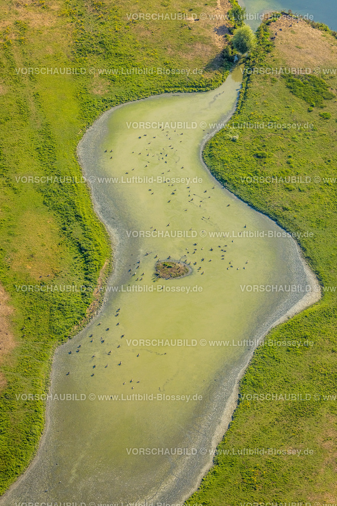 Hamm220805633 | Luftbild, Enten und Gänse im Teich in den Lippeauen, Heessen, Hamm, Ruhrgebiet, Nordrhein-Westfalen, Deutschland