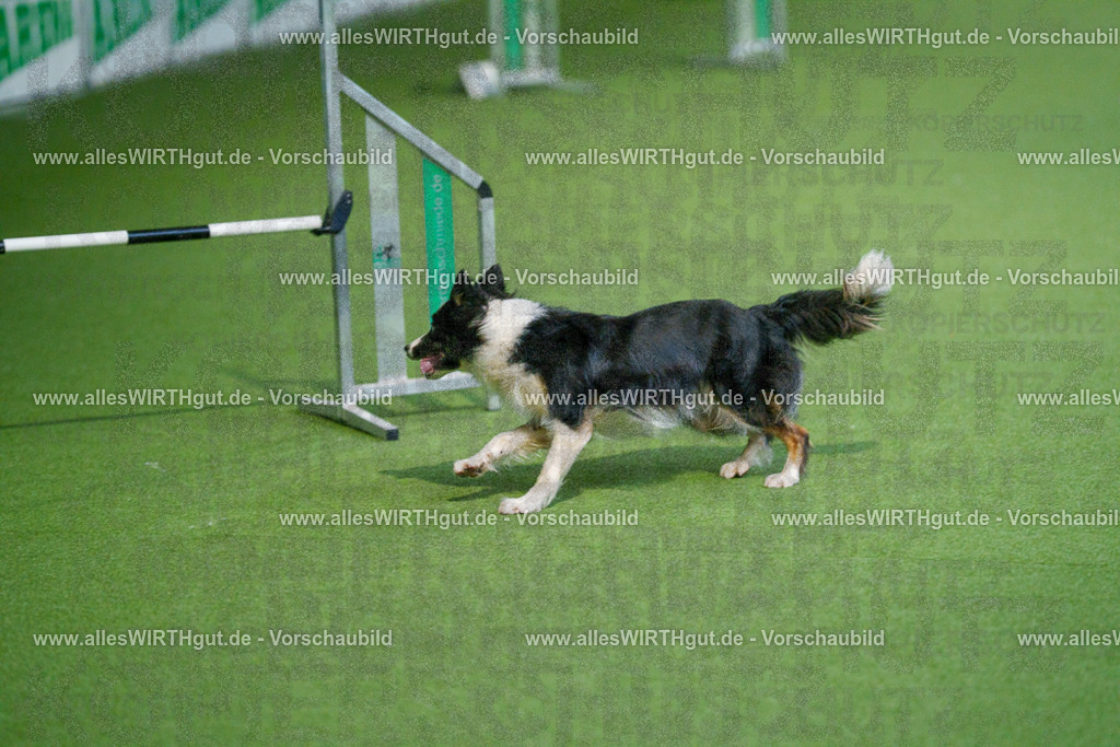@allesWIRTHgut_Tierfotografie - www.allesWIRTHgut.de - 2604250817-7R506093 | Professionelle Tierfotografie in Mönchengladbach von Daniel Wirth (allesWIRTHgut). Liebevolle & natürliche Bilder von Hunden & Katzen für unvergessliche Erinnerungen.