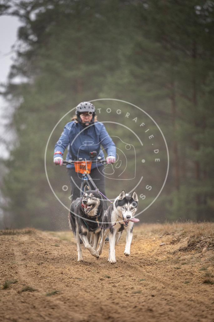 Pfotenfotografie_DV3A1211 | Hundefotografie, Tierfotograf, Pfotenfotografie, Fotoshooting Hund, Hunde Portrait, Hundesport, Hundeportraits, Heideshooting, Hunde, Sportfotograf, Hundefotograf, Turnierhundsport, THS,  - Realisiert mit Pictrs.com