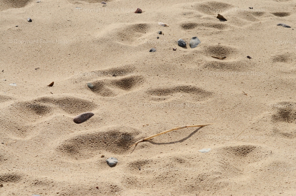 Fußspuren im Strandsand | dataxp - Realisiert mit Pictrs.com