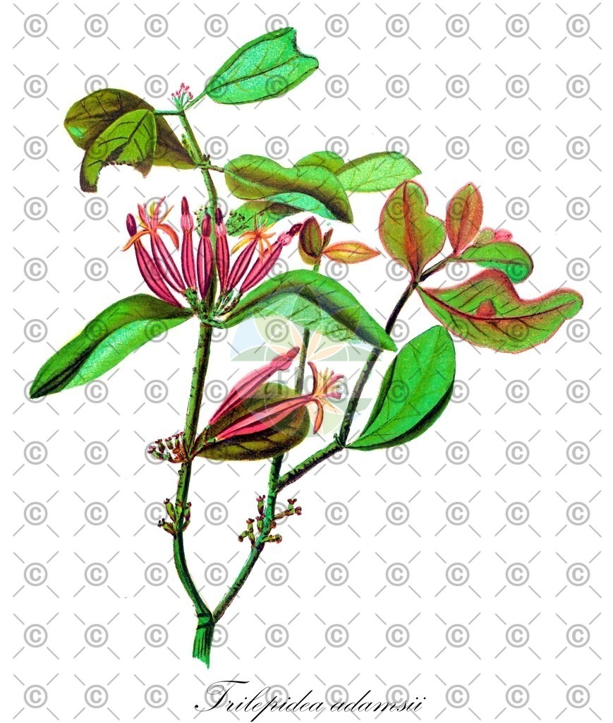 HistAbb_wfo-0000750817_1_ENZY_Simple | Historische Abbildung von Trilepidea adamsii - Loranthaceae | Historical Illustration of Trilepidea adamsii - Loranthaceae