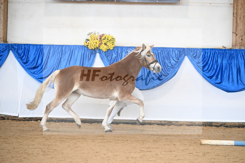 Bl. Band Kat-Nr. 1 Melodie v. Neustart_Haflingerhof Noack_48251226 | hf-fotografie - Realisiert mit Pictrs.com